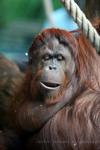 Bornean orang-utan