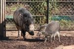 Visayan warty pig