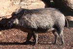 Visayan warty pig