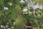 Green turaco