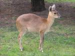 Four-horned antelope *