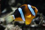 Yellowtail clownfish