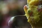 Painted frogfish