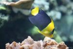 Bicolor angelfish *