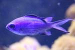 Blue chromis