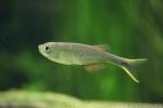 Swordtail characin *