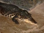 West African crocodile *