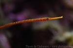 Yellowbanded pipefish *