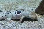 Epaulette shark