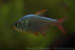 Acandi river tetra *