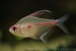 Bleeding-heart tetra