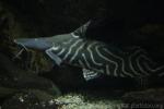 Tigerstriped catfish