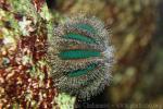 Blue tuxedo urchin