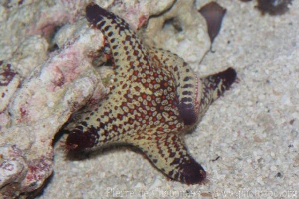 Red-spotted sea-star