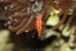 Naude's rubble goby