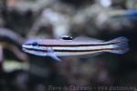 Twostripe goby *