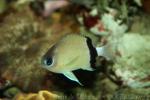 Black-bar chromis