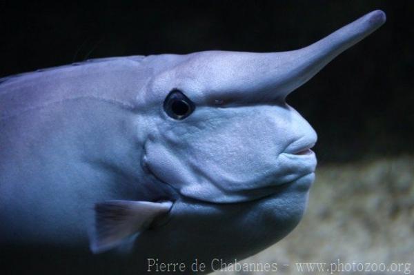 Whitemargin unicornfish