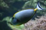 Elegant unicornfish