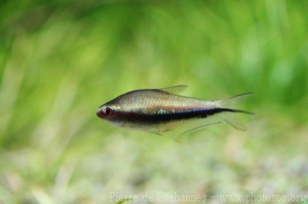 Rainbow tetra *