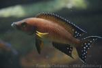 Buescher's striped lamprologus *