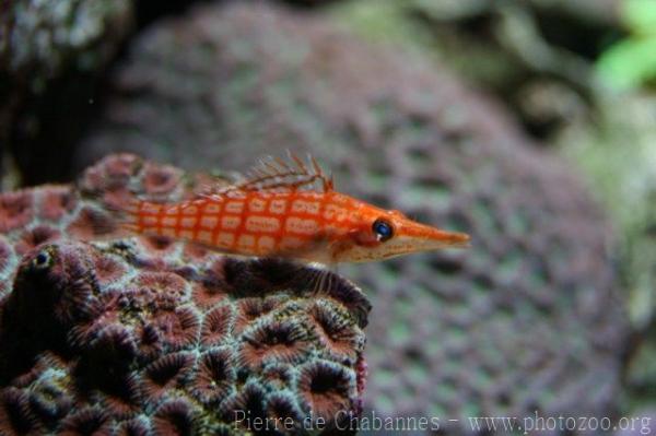 Longnose hawkfish *