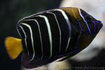 Goldtail angelfish