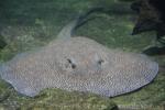 Smallspot river stingray