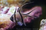 Banggai cardinalfish