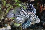 Red lionfish