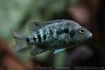 Antsirana cichlid