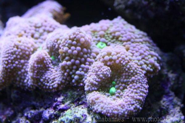 Florida mushroom anemone