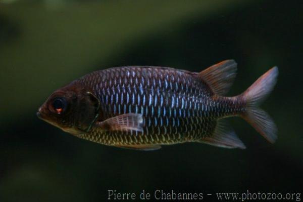 Violet squirrelfish *