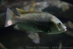 Blackchin tilapia