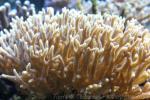 Birdsnest coral