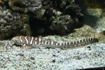 Zebra shark *