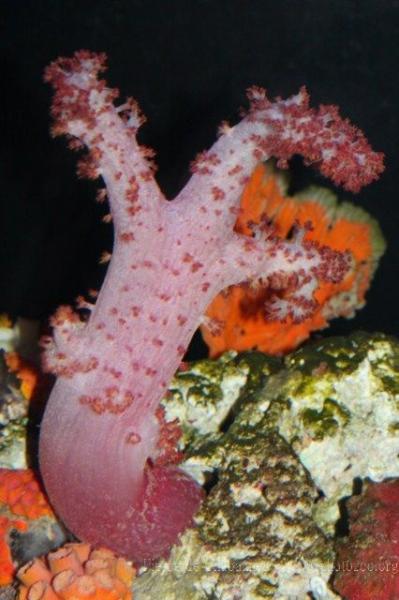 Flower tree coral