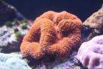 Large brain root coral