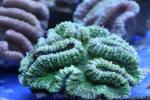 Radial brain coral