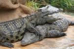 Ferme aux crocodiles