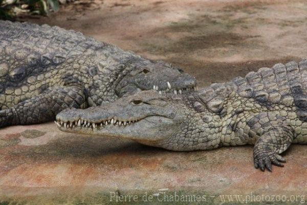 Nile crocodile