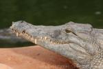 Nile crocodile