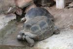 Galapagos giant tortoise