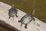 European pond turtle