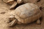 African spurred tortoise