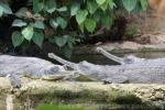 Indian gharial