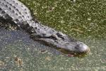 American alligator