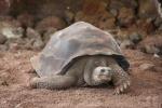 Galapagos giant tortoise