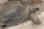 Aldabra giant tortoise