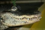 American alligator